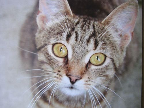 12117_379292418831081_1640735837_n 12117_379292418831081_1640735837_n