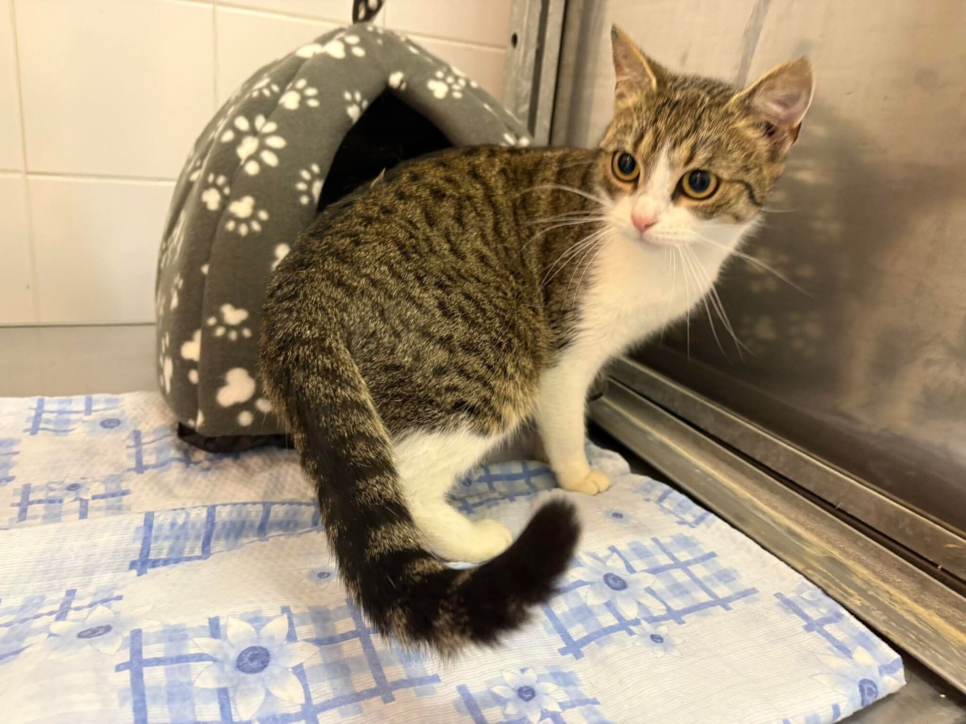 381e948f4ede4c3982f734679c9fa85d