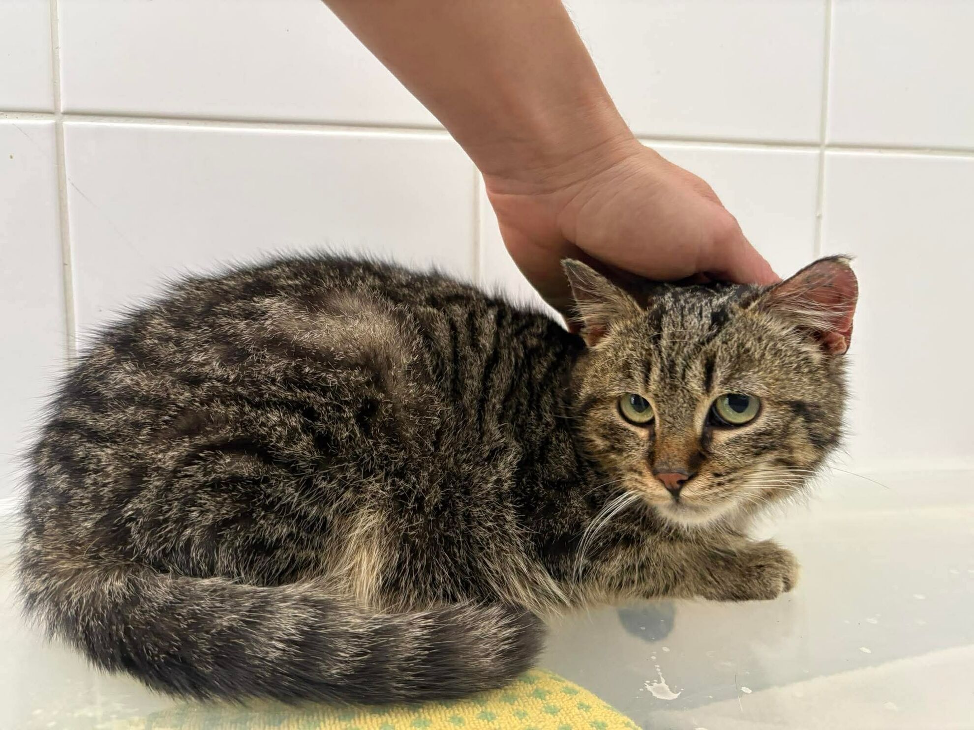 3f2bd68f0d5a078274212efb20b44375