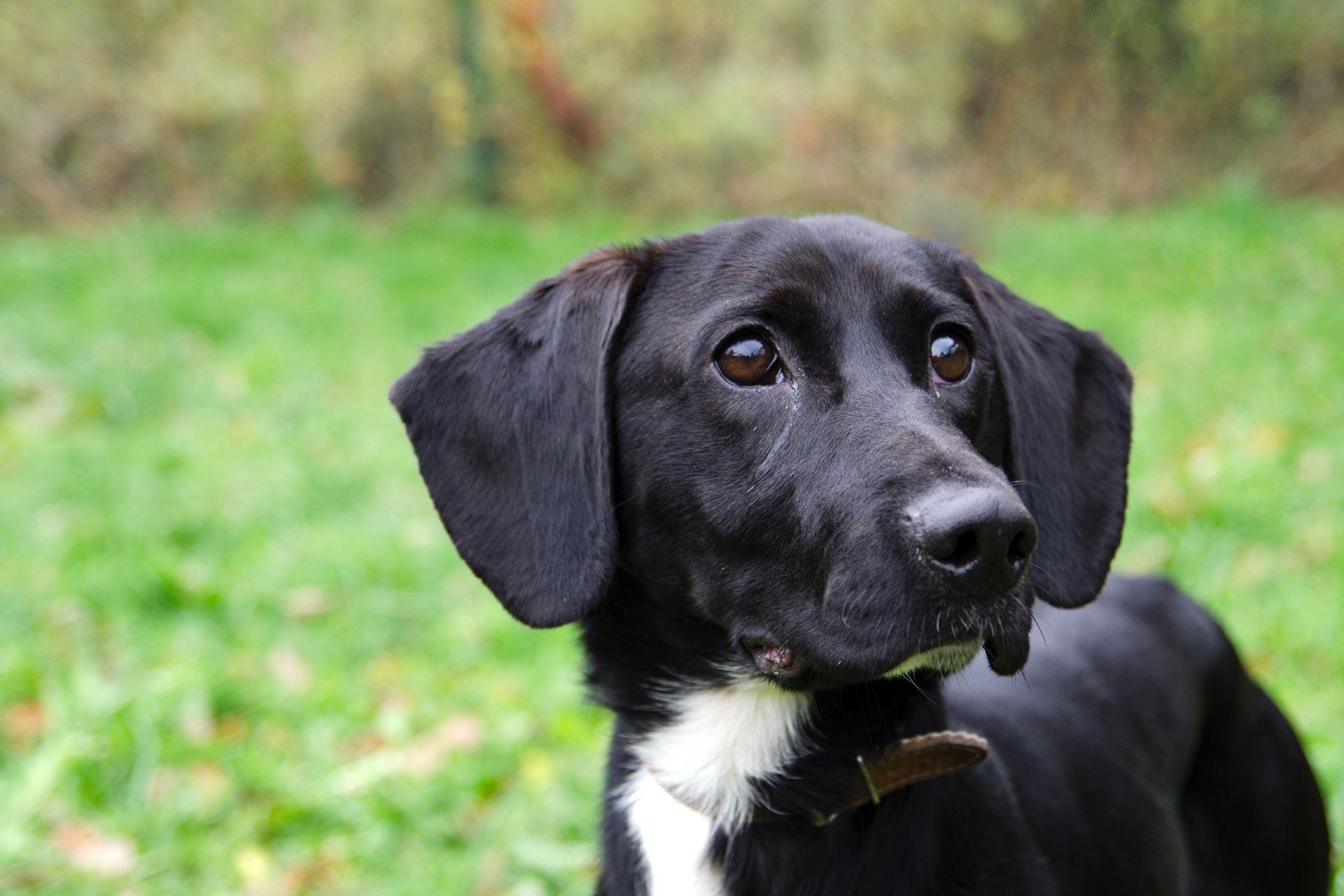 Alex-2-men%C5%A1%C3%AD%20%281%29