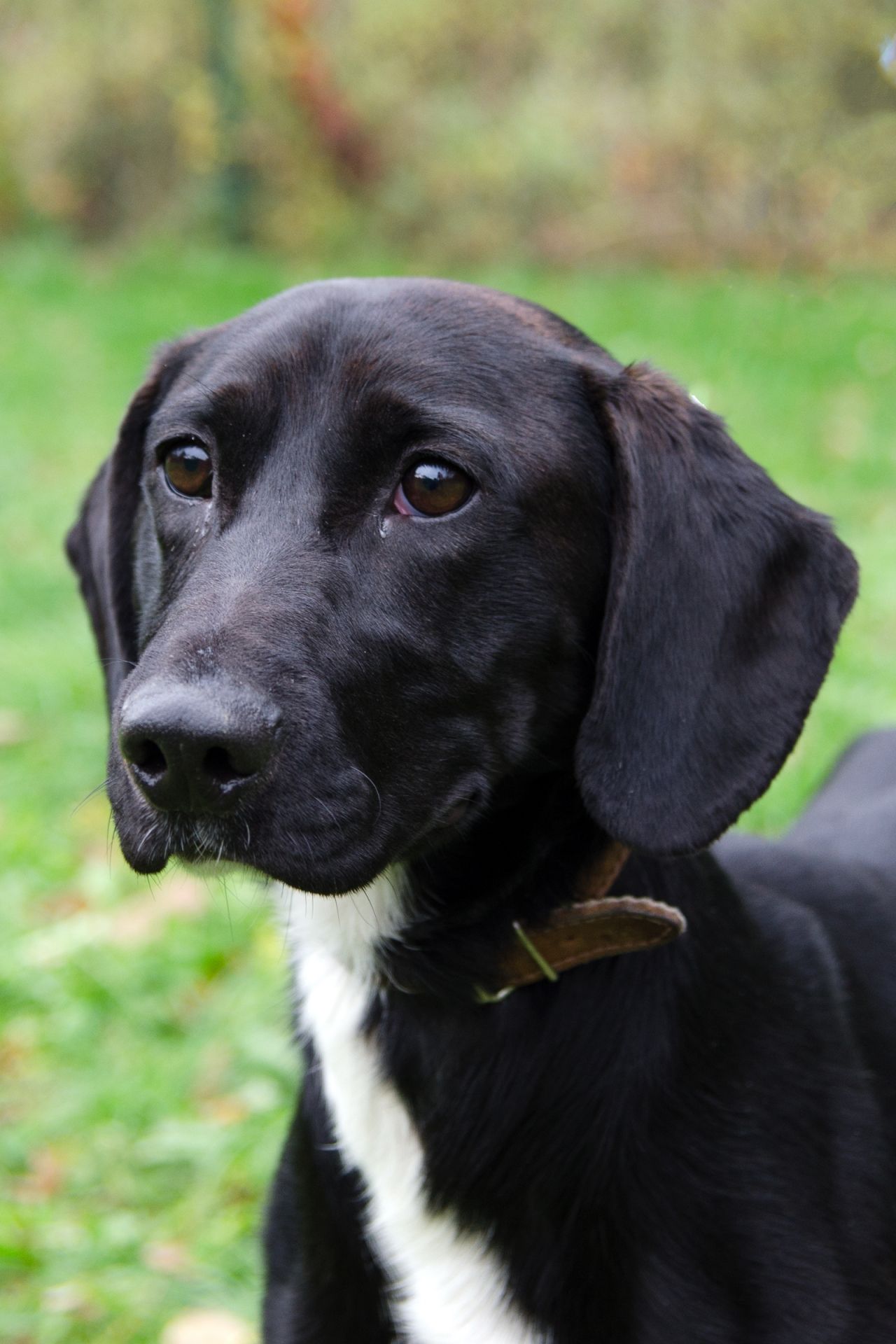 Alex-3-men%C5%A1%C3%AD Alex-3-men%C5%A1%C3%AD