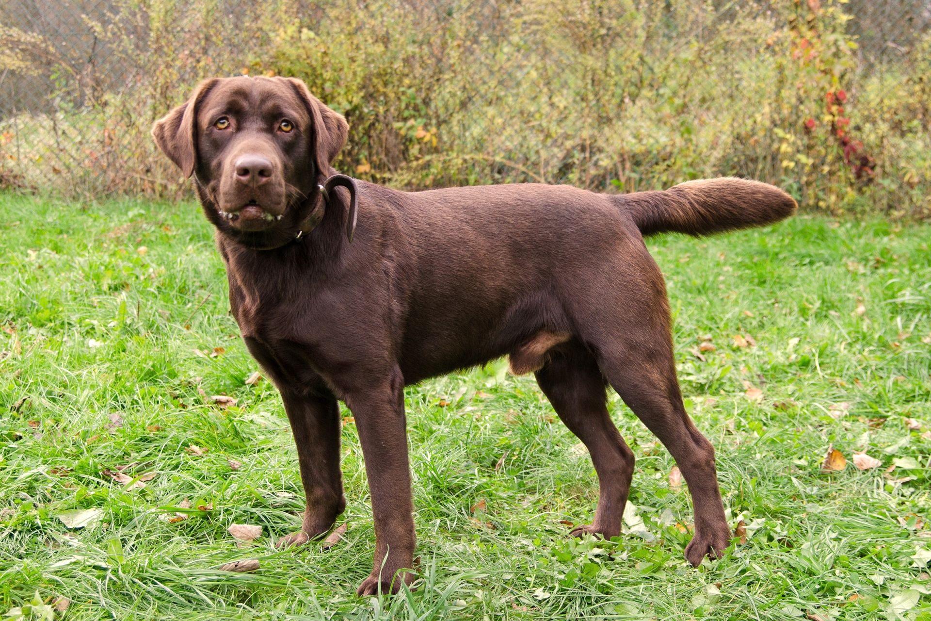 Nero-men%C5%A1%C3%AD