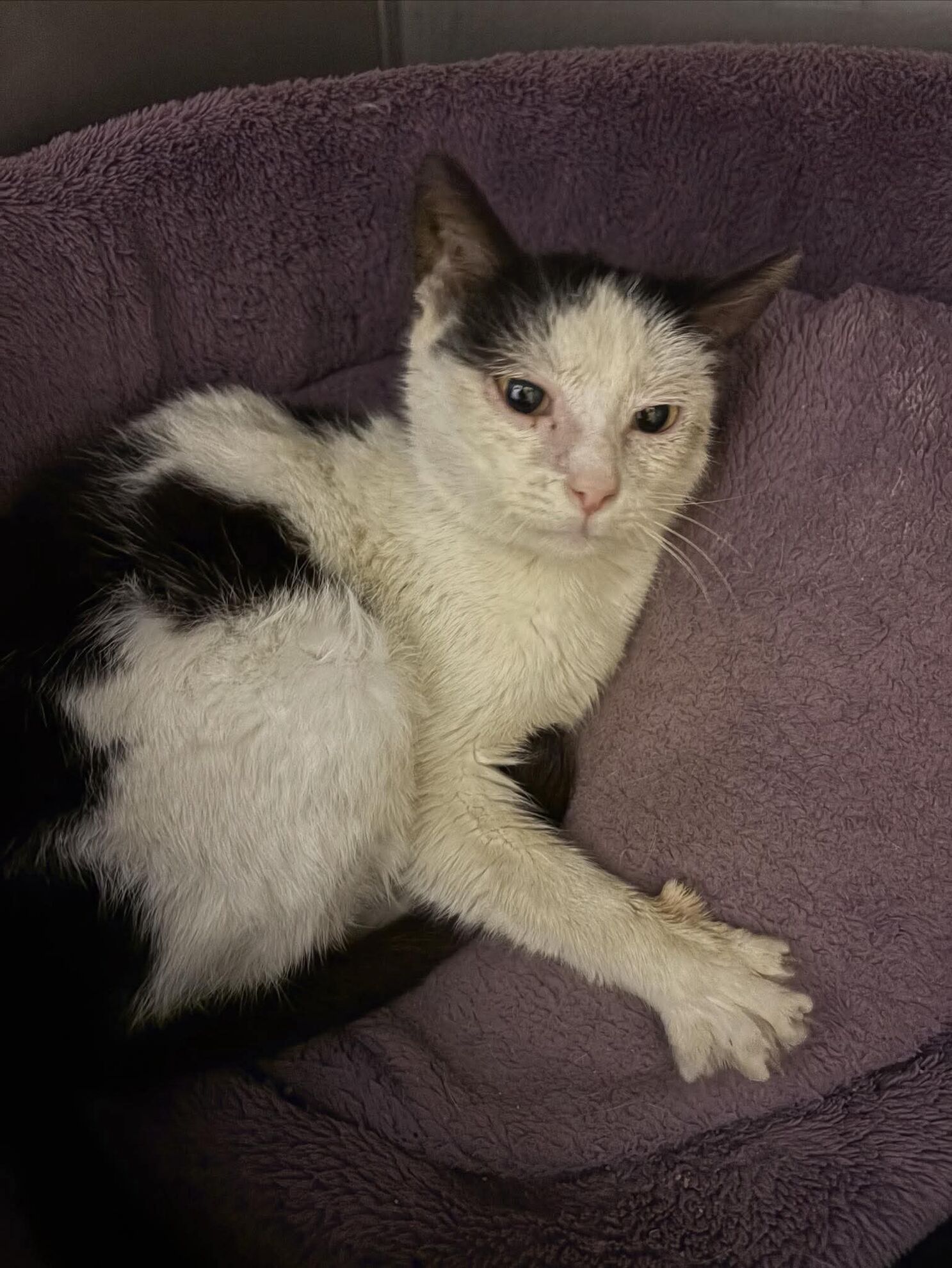 af2af19792302fdf516055ed6c7a336c