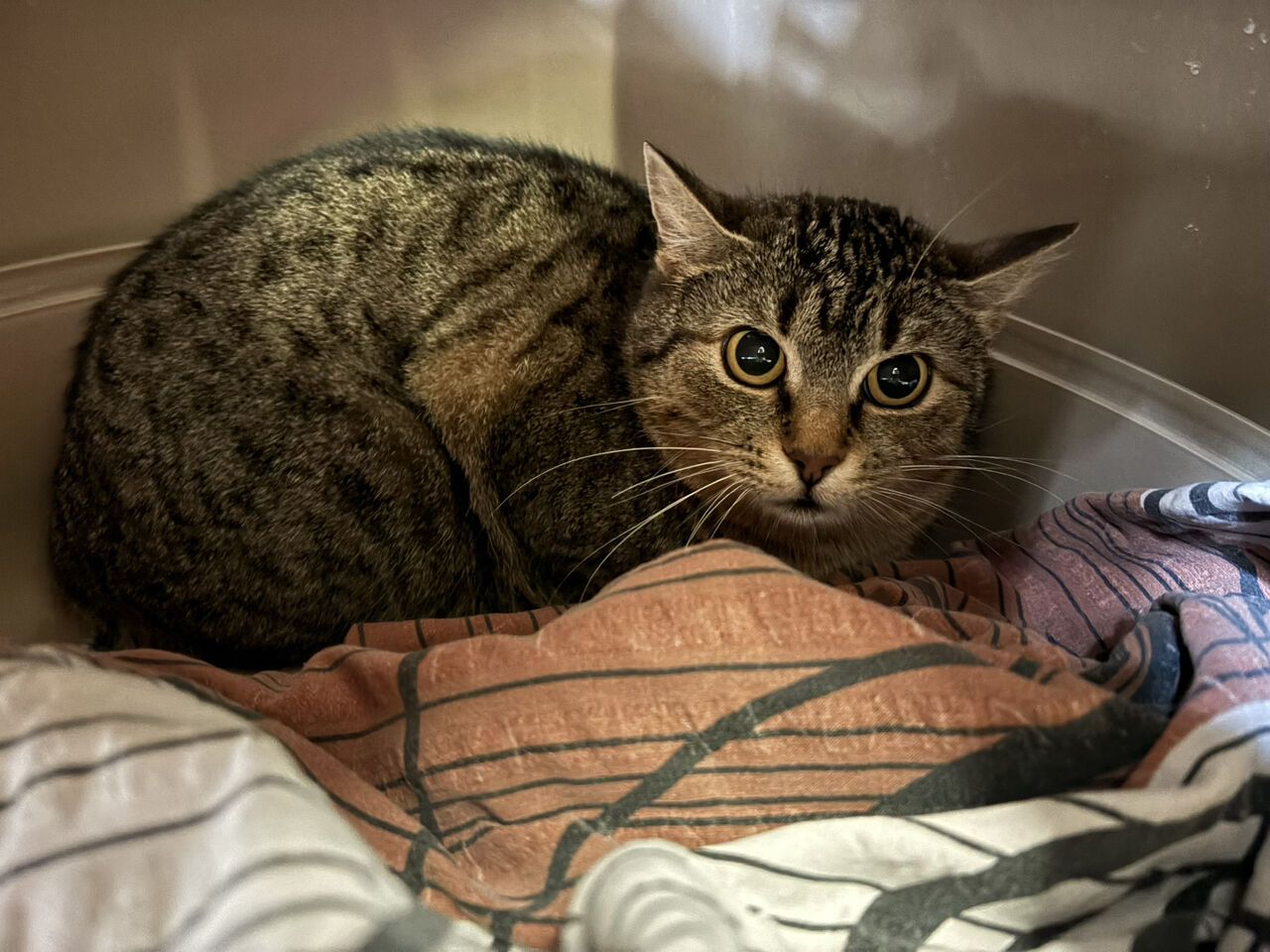 af8517e979e554dd869a894ec199aefc