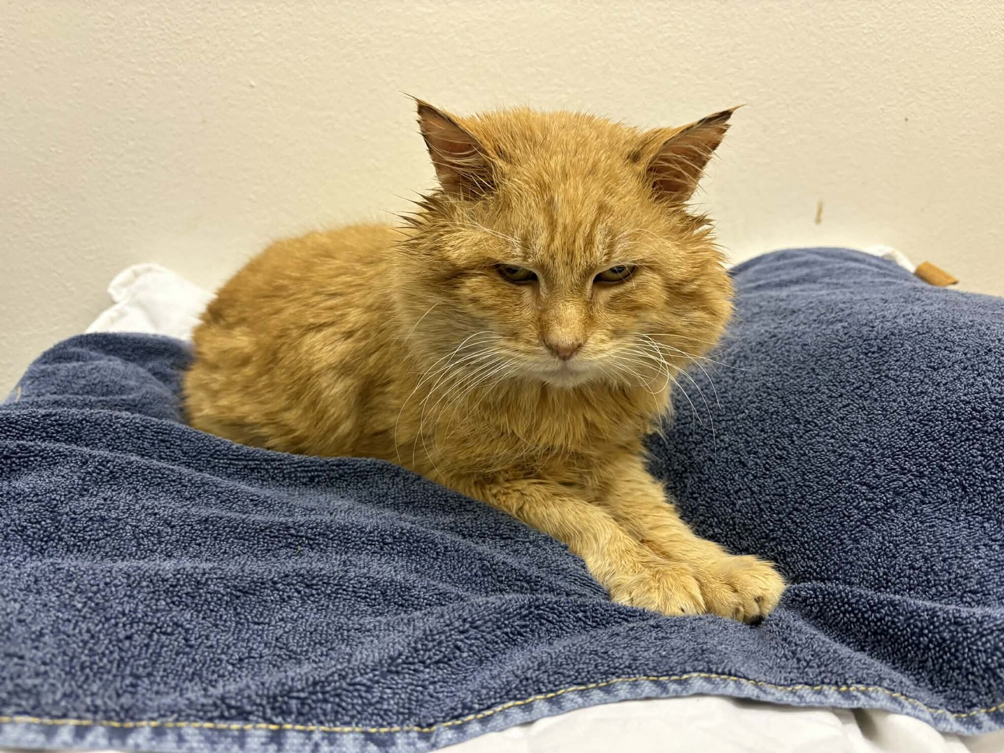 att-8eVqta3dNSgeJOP94Y_C-upvFv2X0NQJoYfrOynIFzE