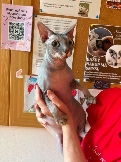 kevinsphynx