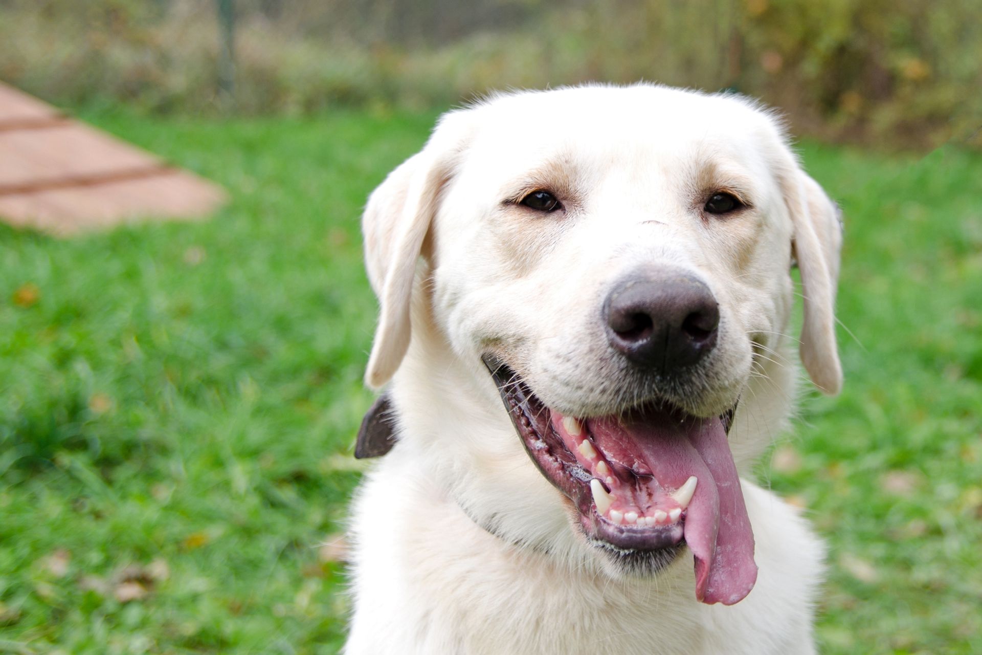 Rocky-men%C5%A1%C3%AD