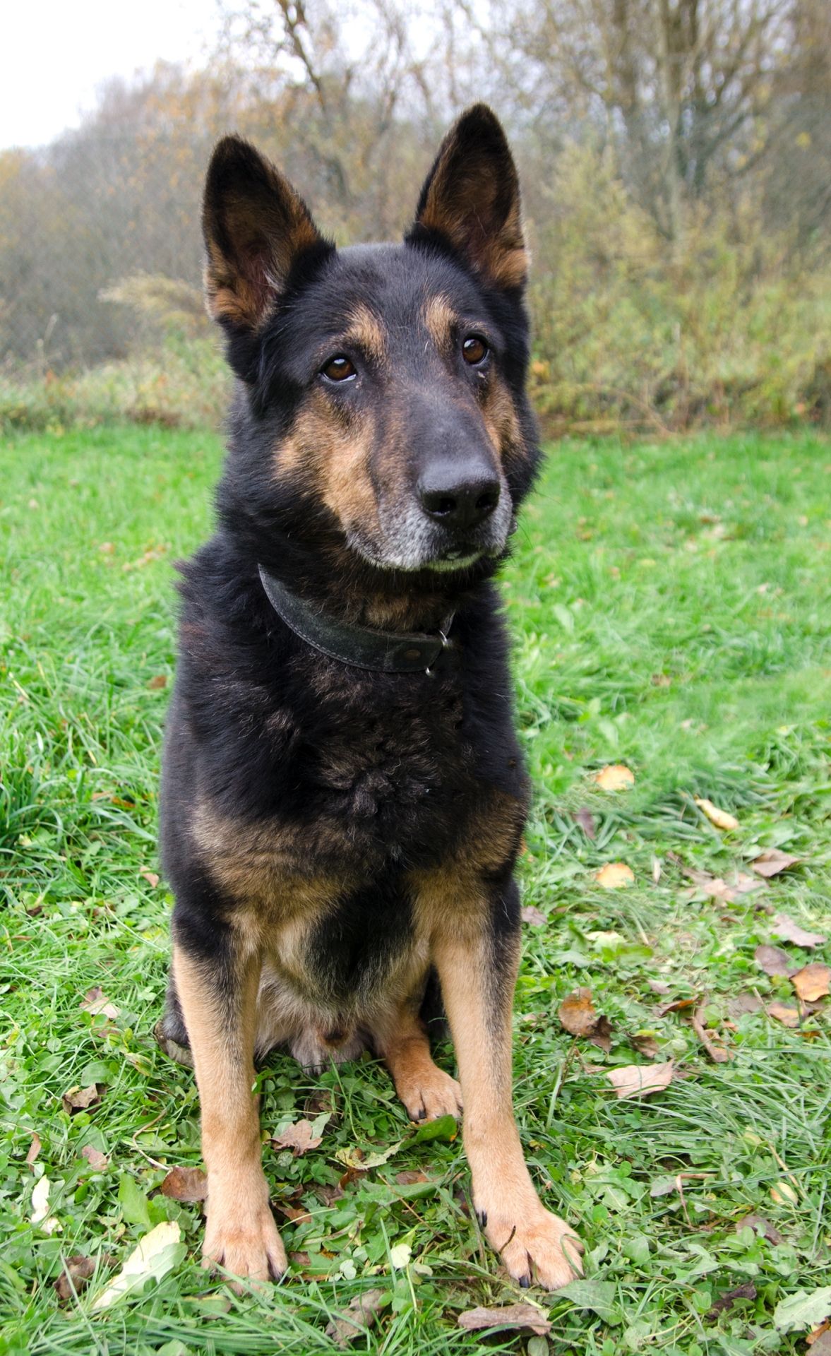 Alan-3-men%C5%A1%C3%AD