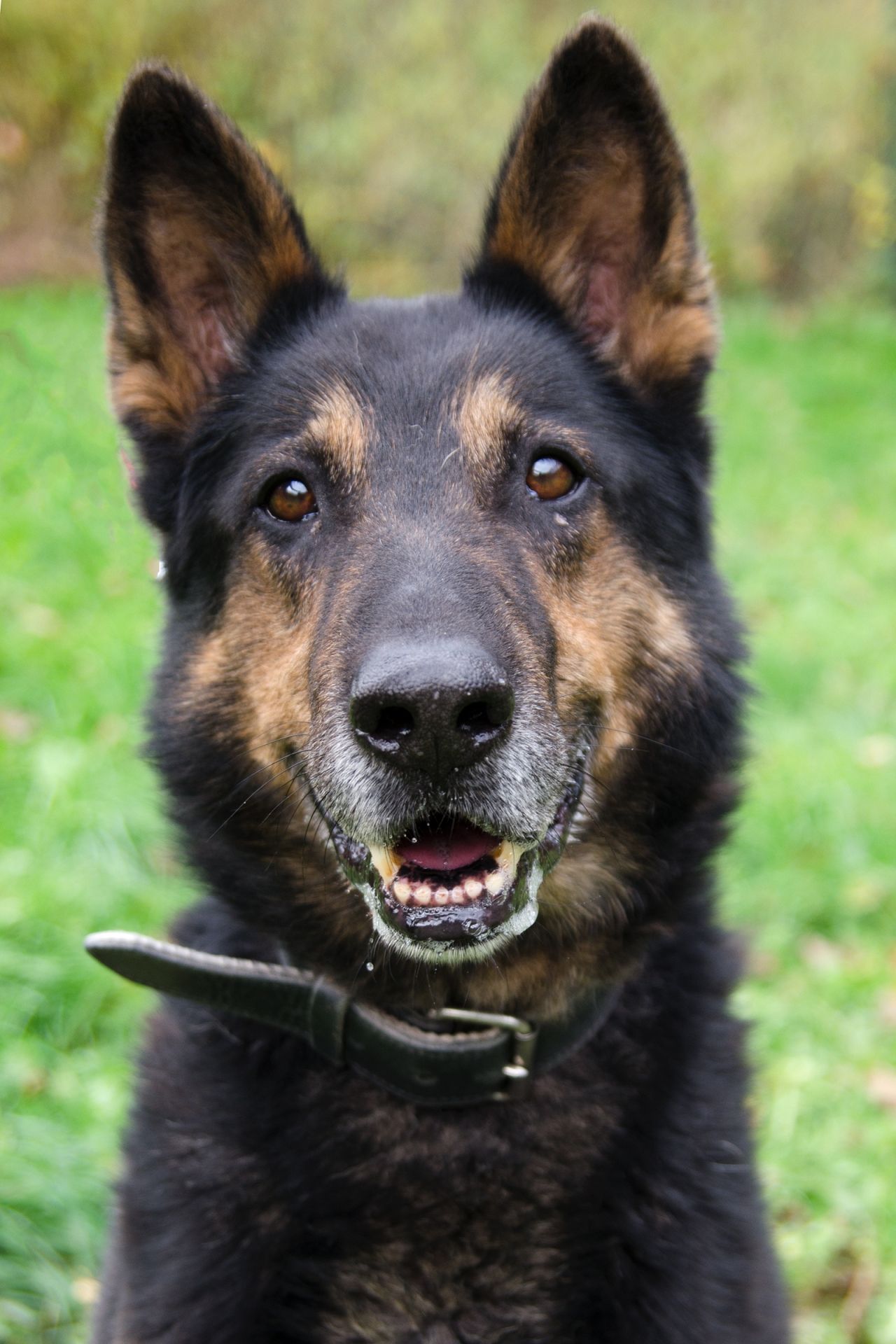 Alan-men%C5%A1%C3%AD