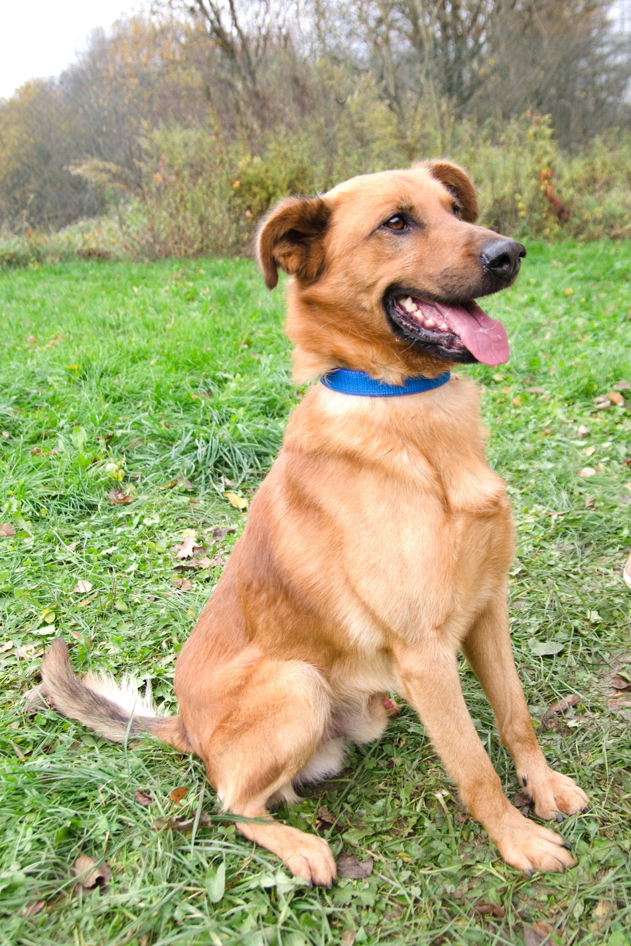 Arik-3-men%C5%A1%C3%AD