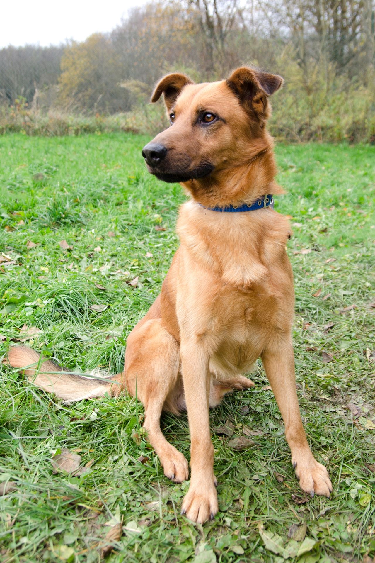 Arik-men%C5%A1%C3%AD