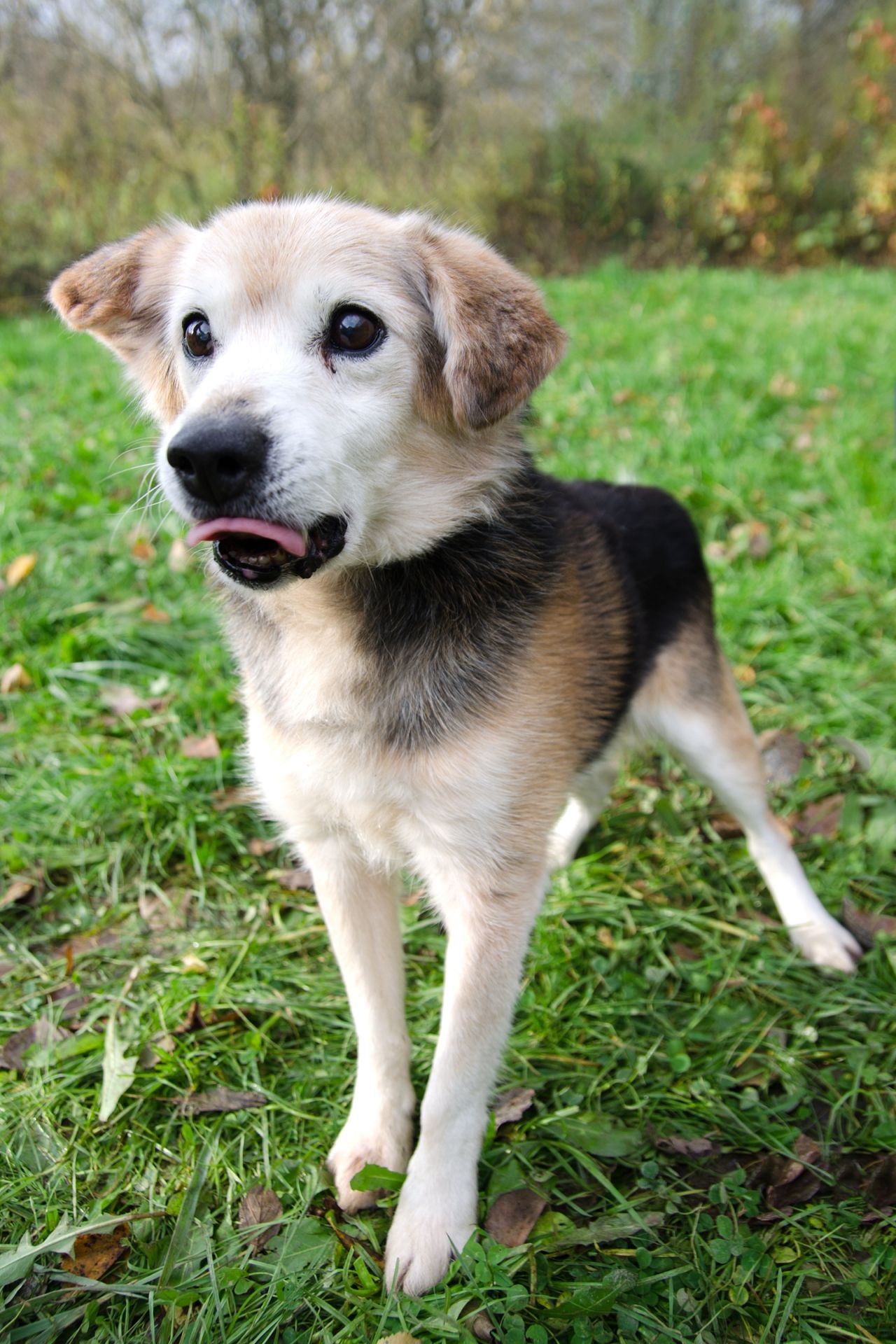 Bed%C5%99ich-men%C5%A1%C3%AD