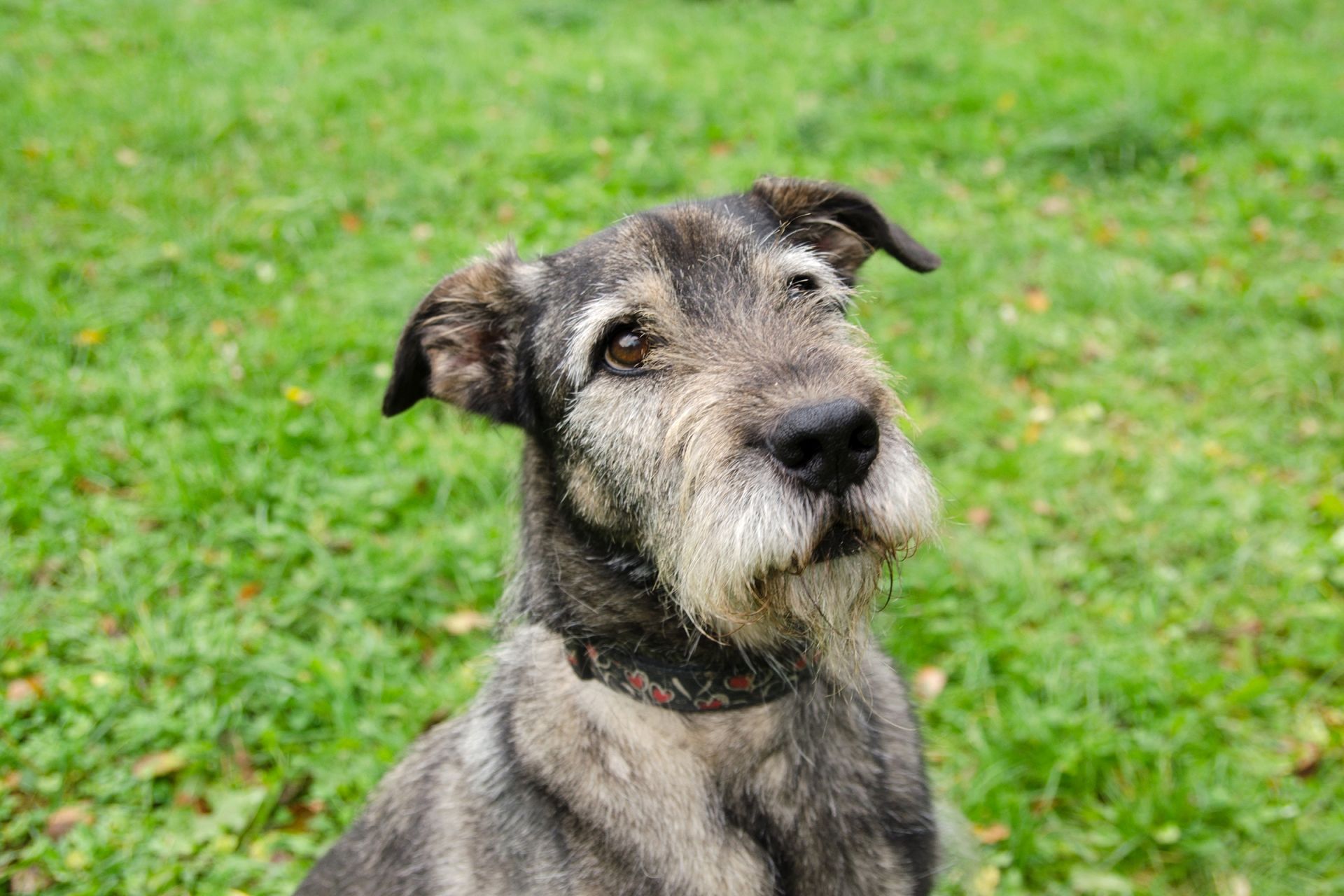 Ben%C5%BEi-2-men%C5%A1%C3%AD