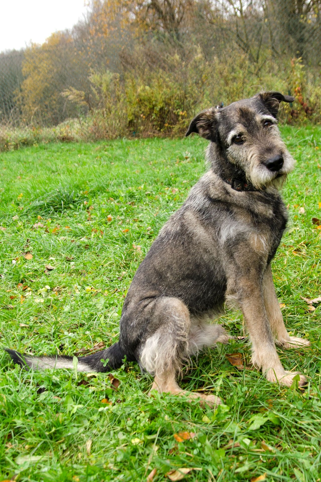 Ben%C5%BEi-men%C5%A1%C3%AD