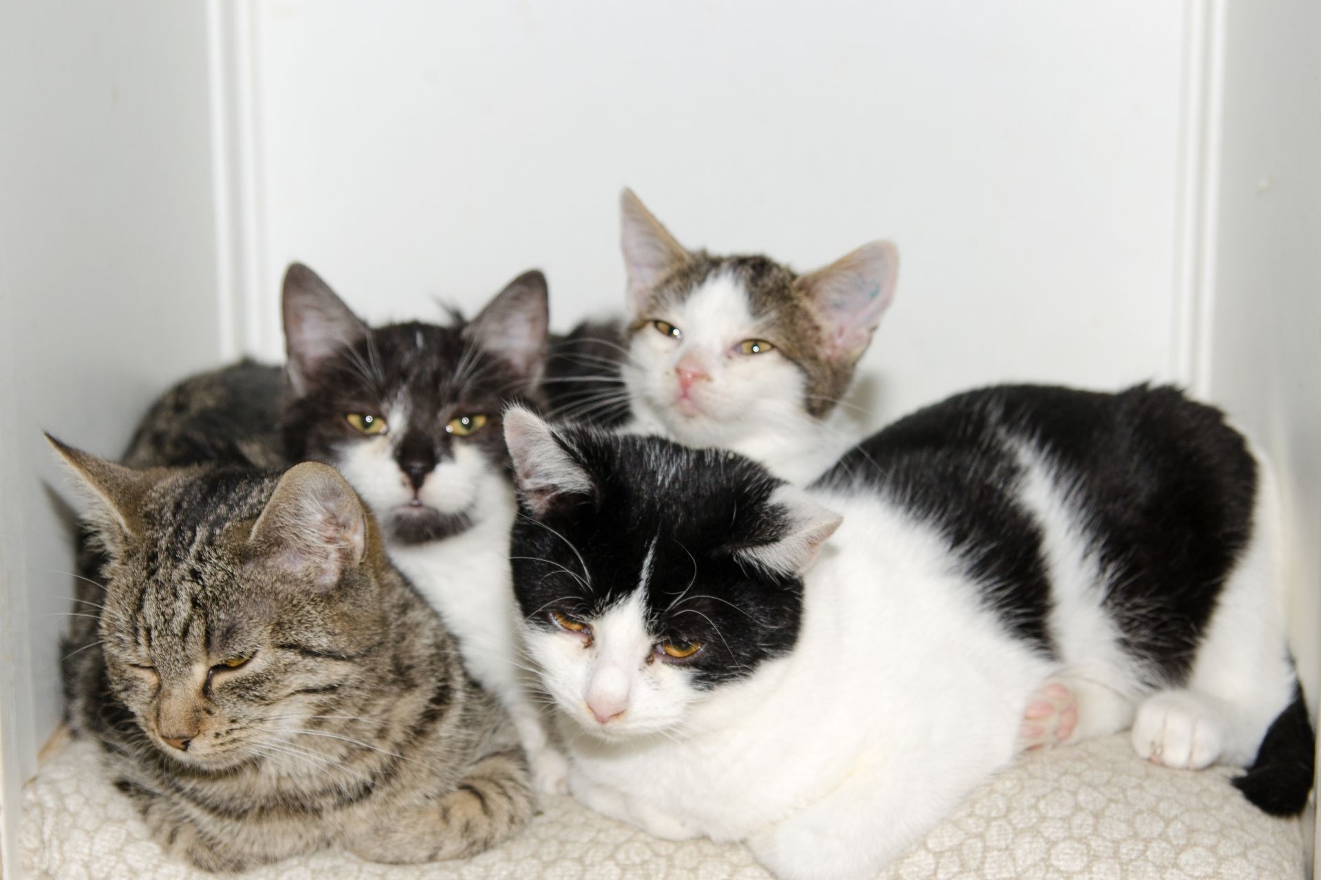 DSC_0297men%C5%A1%C3%AD