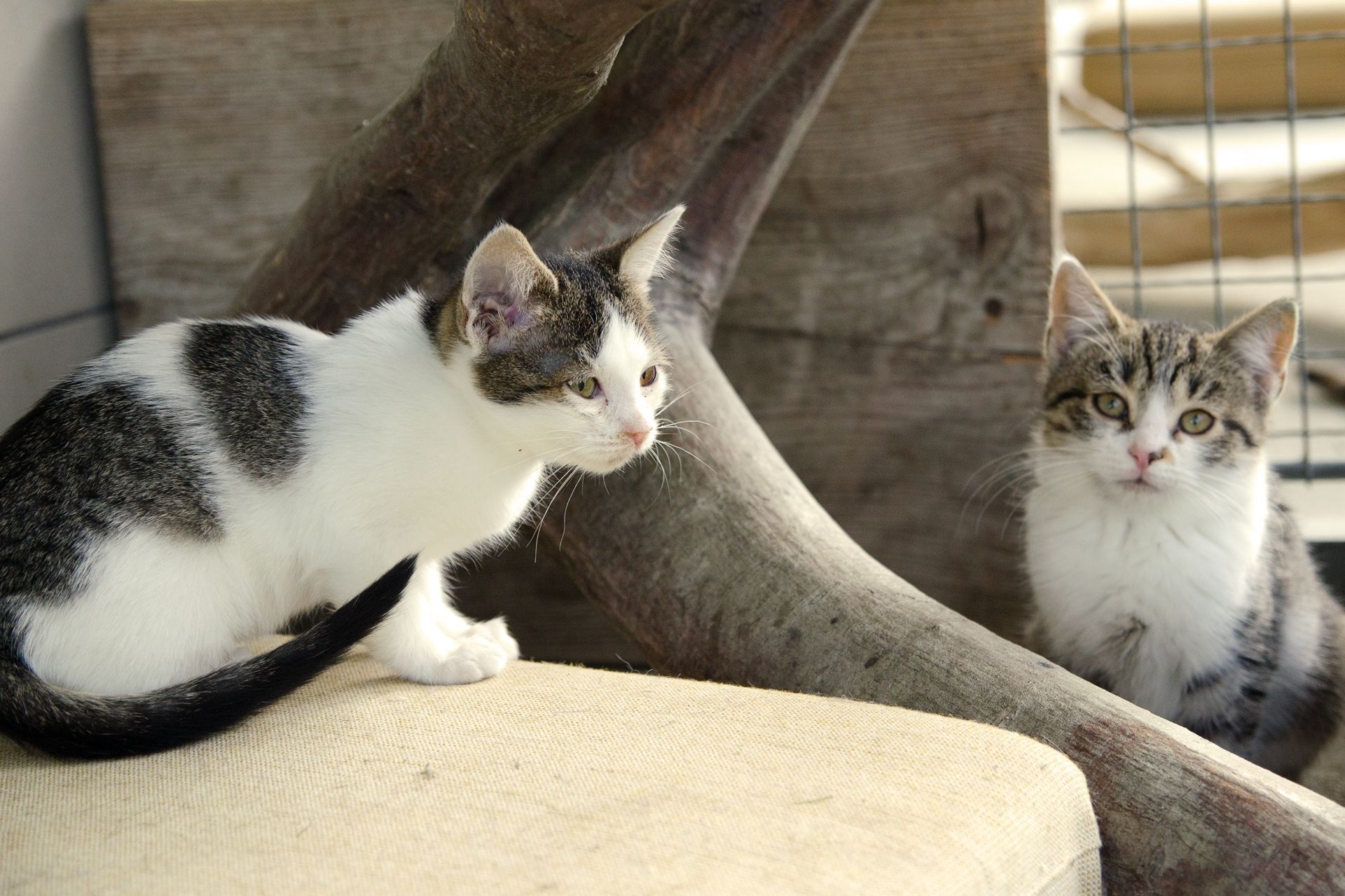 DSC_0305men%C5%A1%C3%AD