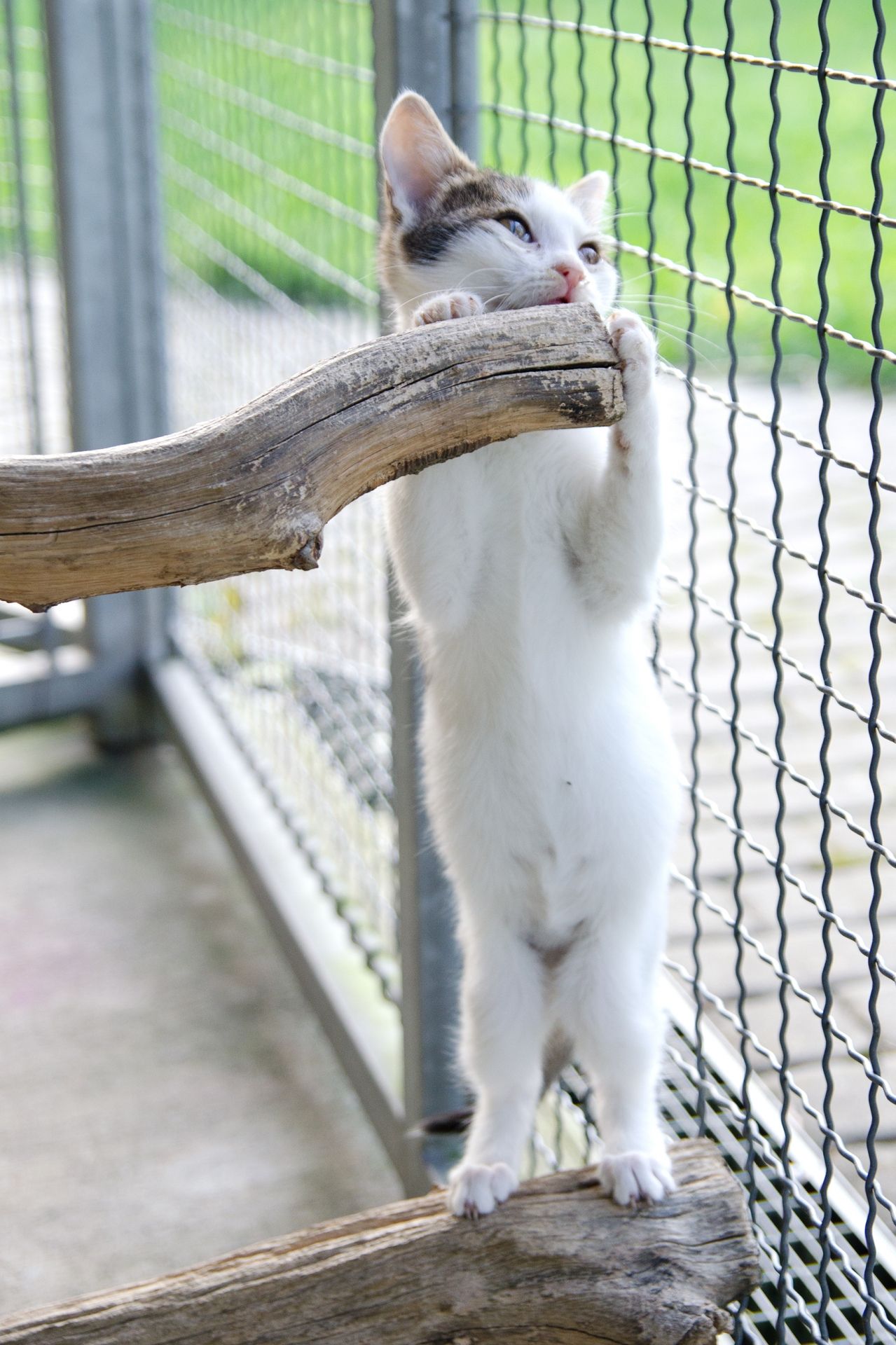 DSC_0308men%C5%A1%C3%AD