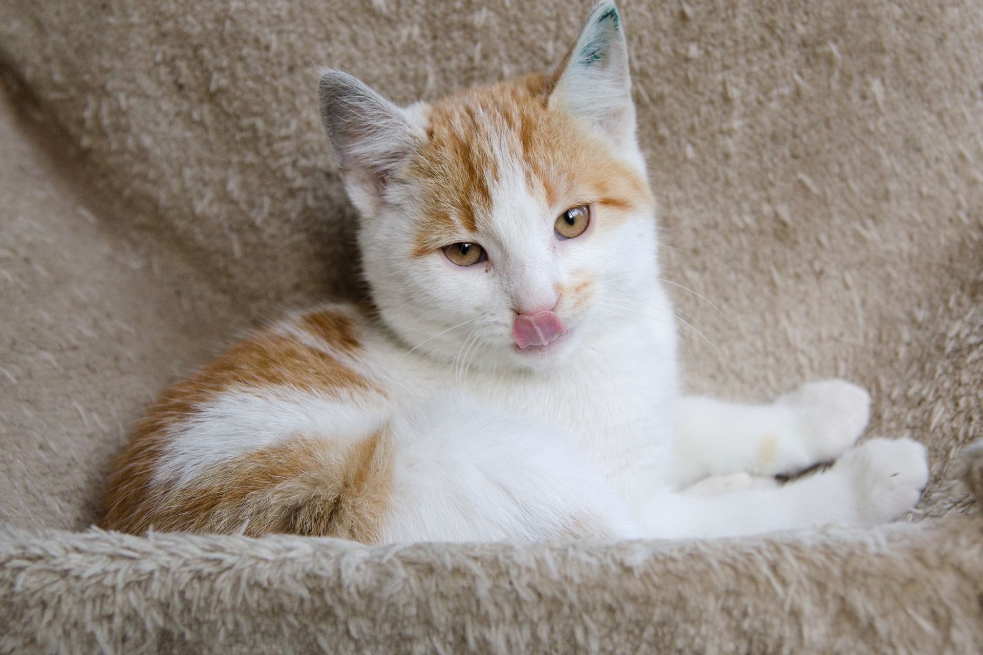 DSC_0316men%C5%A1%C3%AD