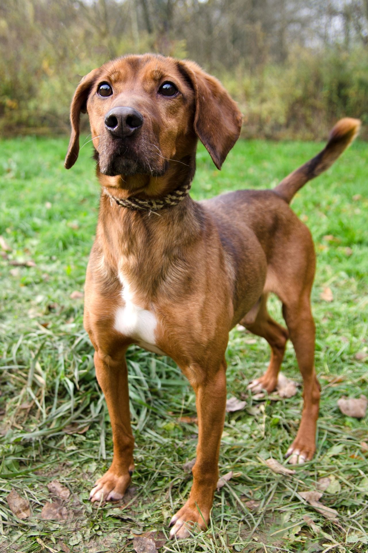 Dul%C3%ADk-2-men%C5%A1%C3%AD