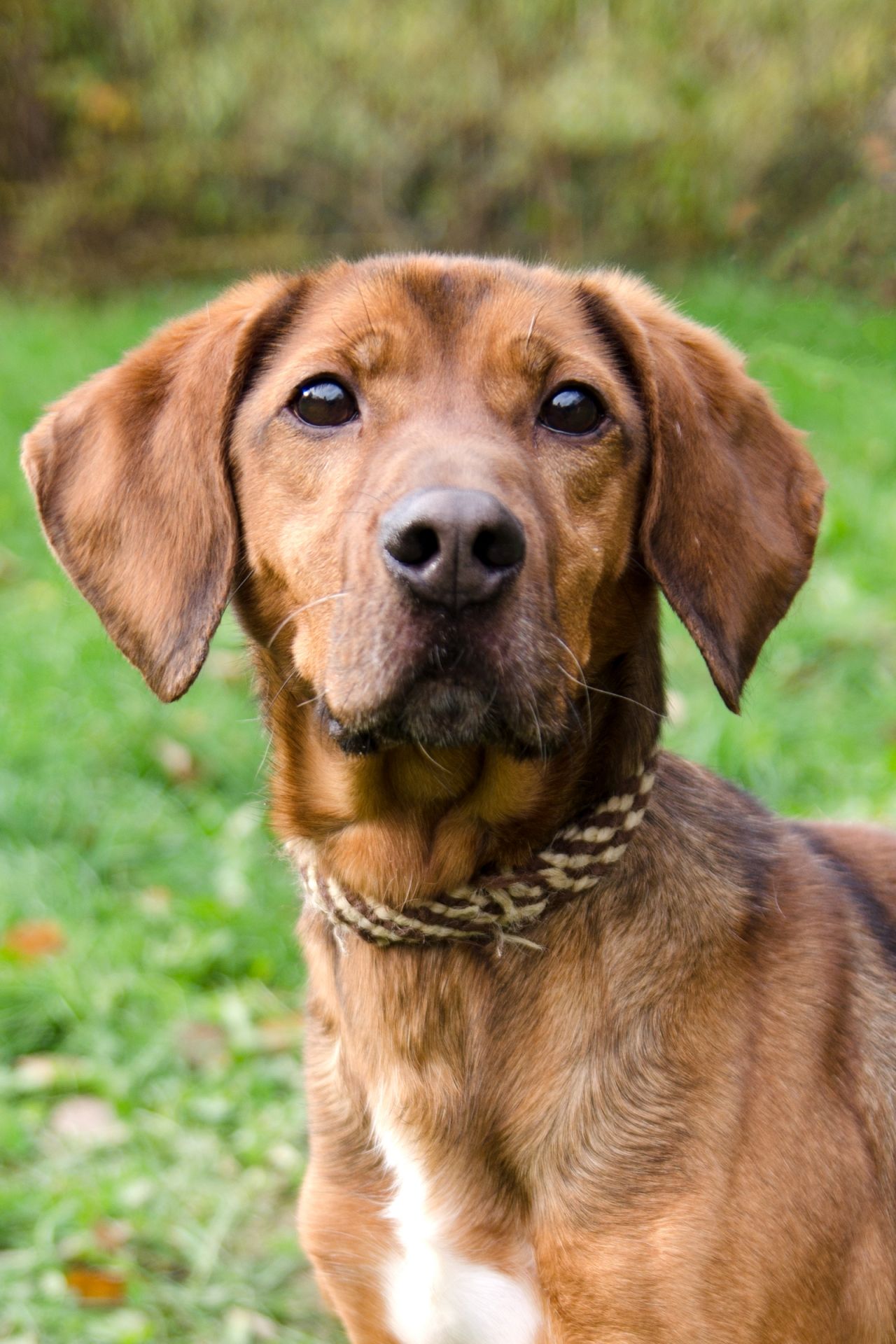 Dul%C3%ADk-men%C5%A1%C3%AD