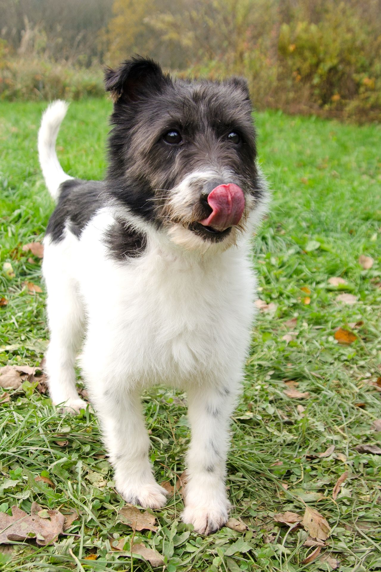 Hasan-2-men%C5%A1%C3%AD