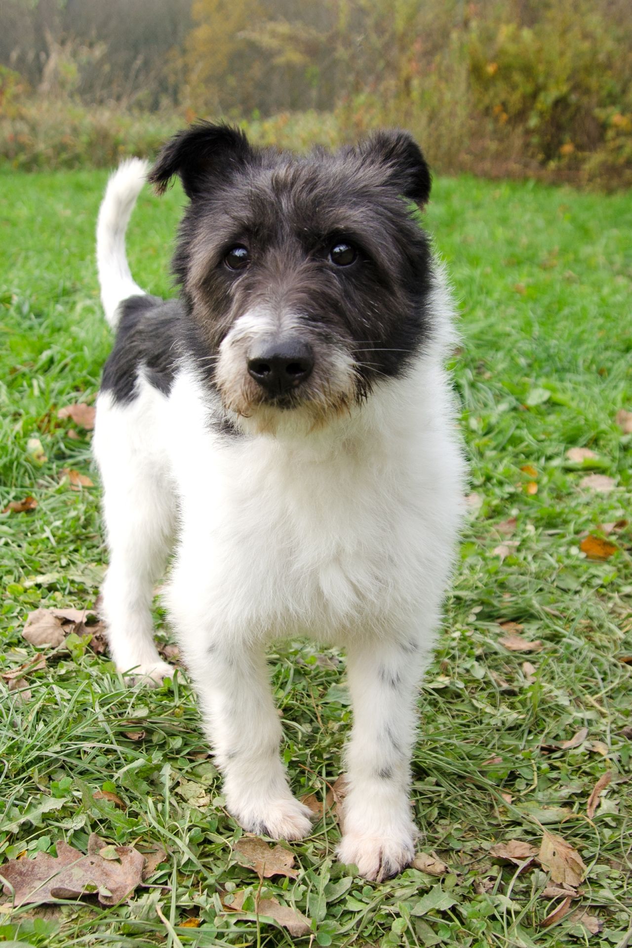 Hasan-men%C5%A1%C3%AD