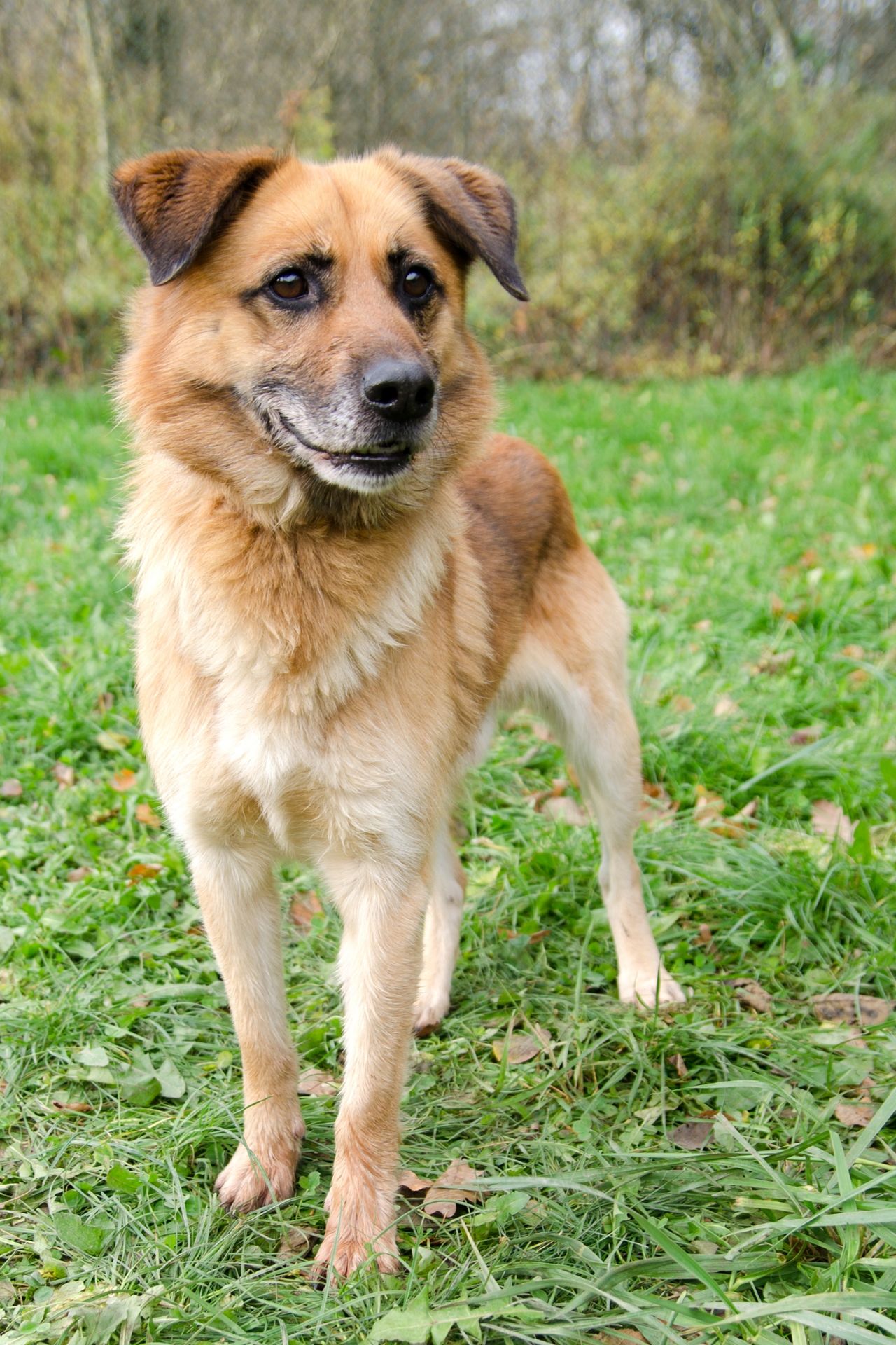 Igor-2-men%C5%A1%C3%AD