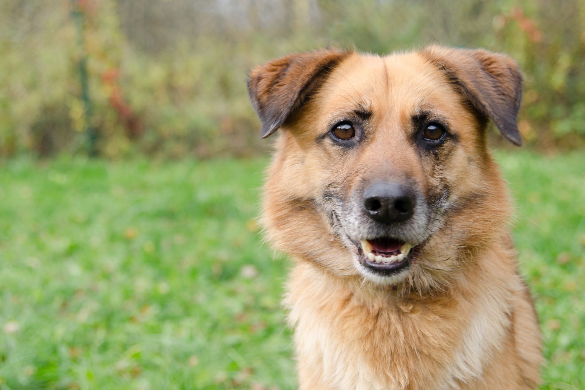 Igor-men%C5%A1%C3%AD