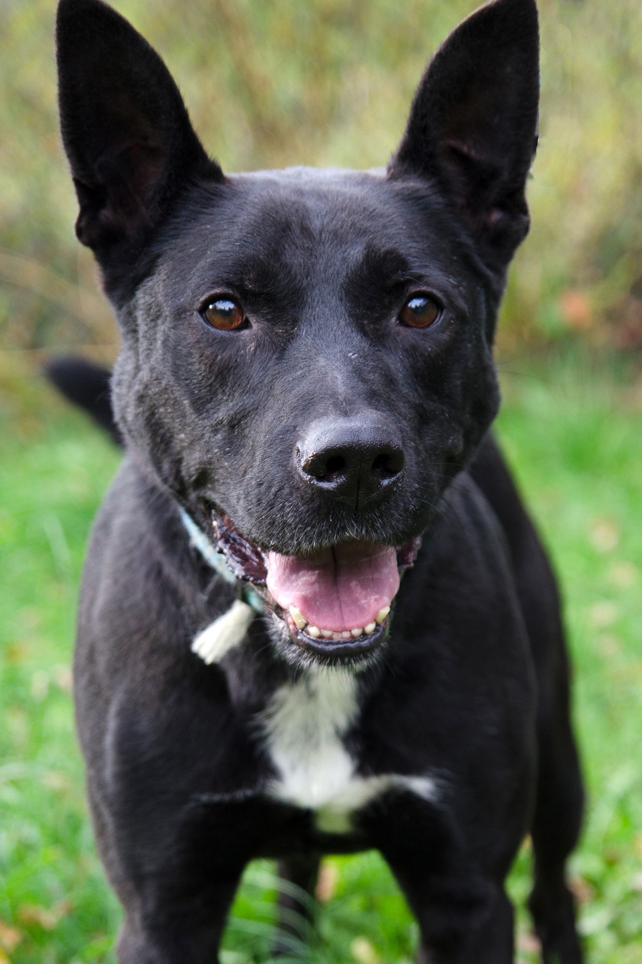 Lang-men%C5%A1%C3%AD