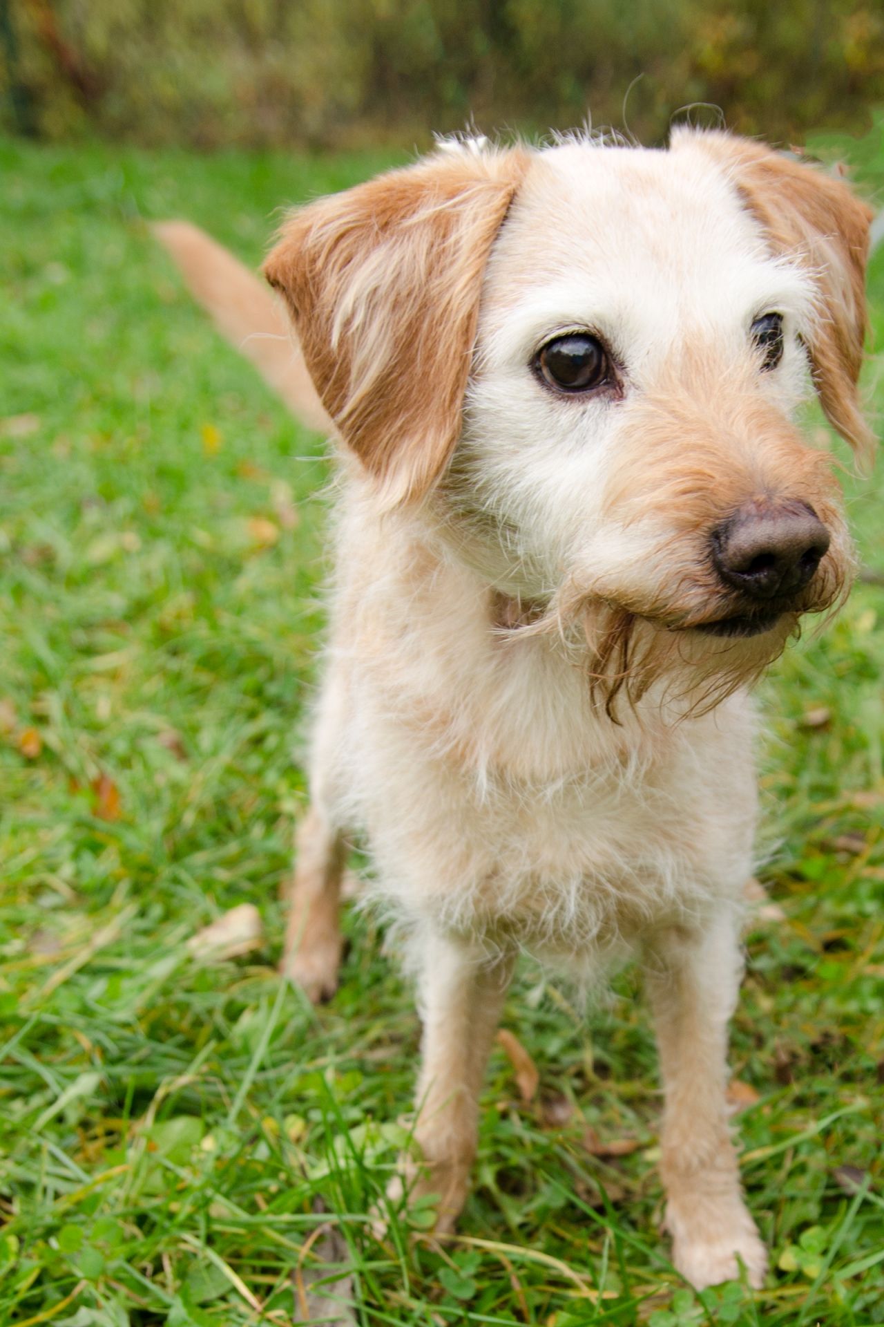 Pun%C5%A5a-2-men%C5%A1%C3%AD