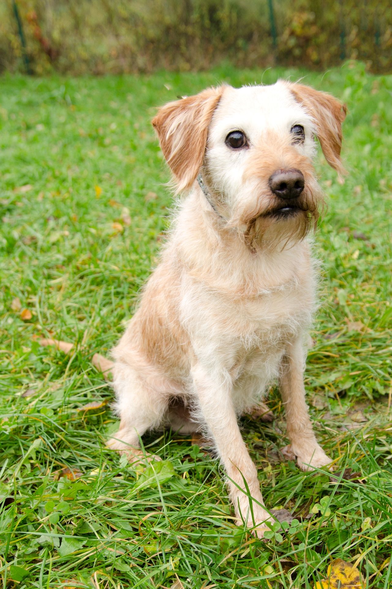 Pun%C5%A5a-men%C5%A1%C3%AD