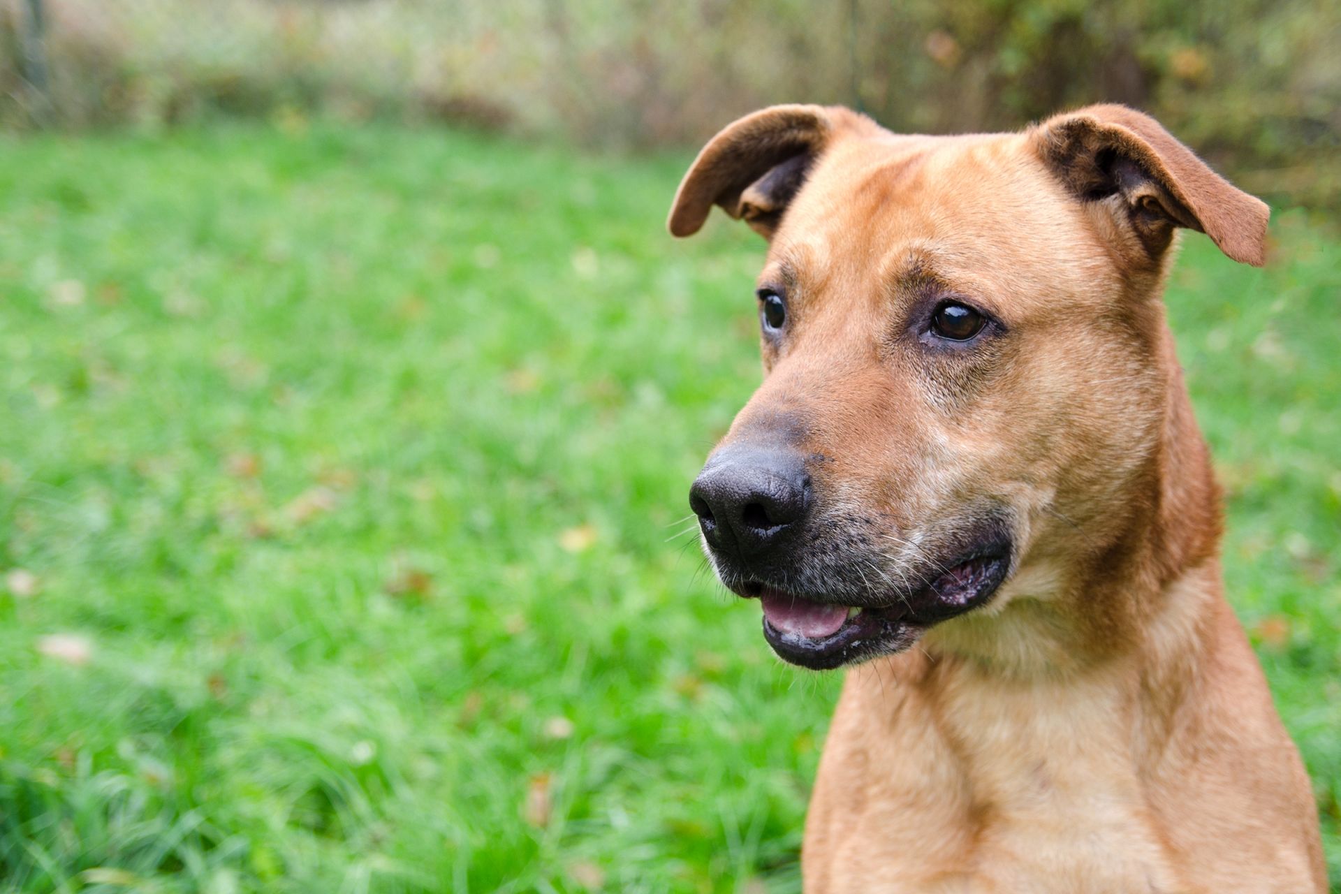 Rody-men%C5%A1%C3%AD