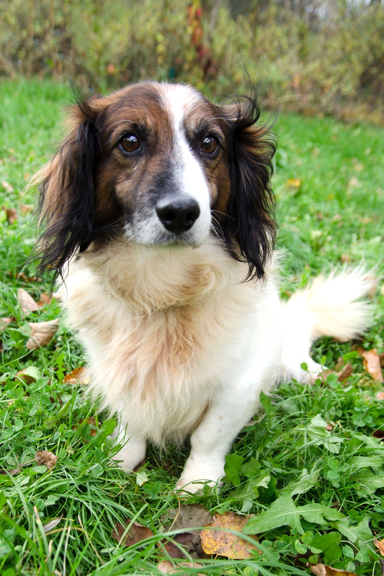 S%C3%A1mer-2-men%C5%A1%C3%AD