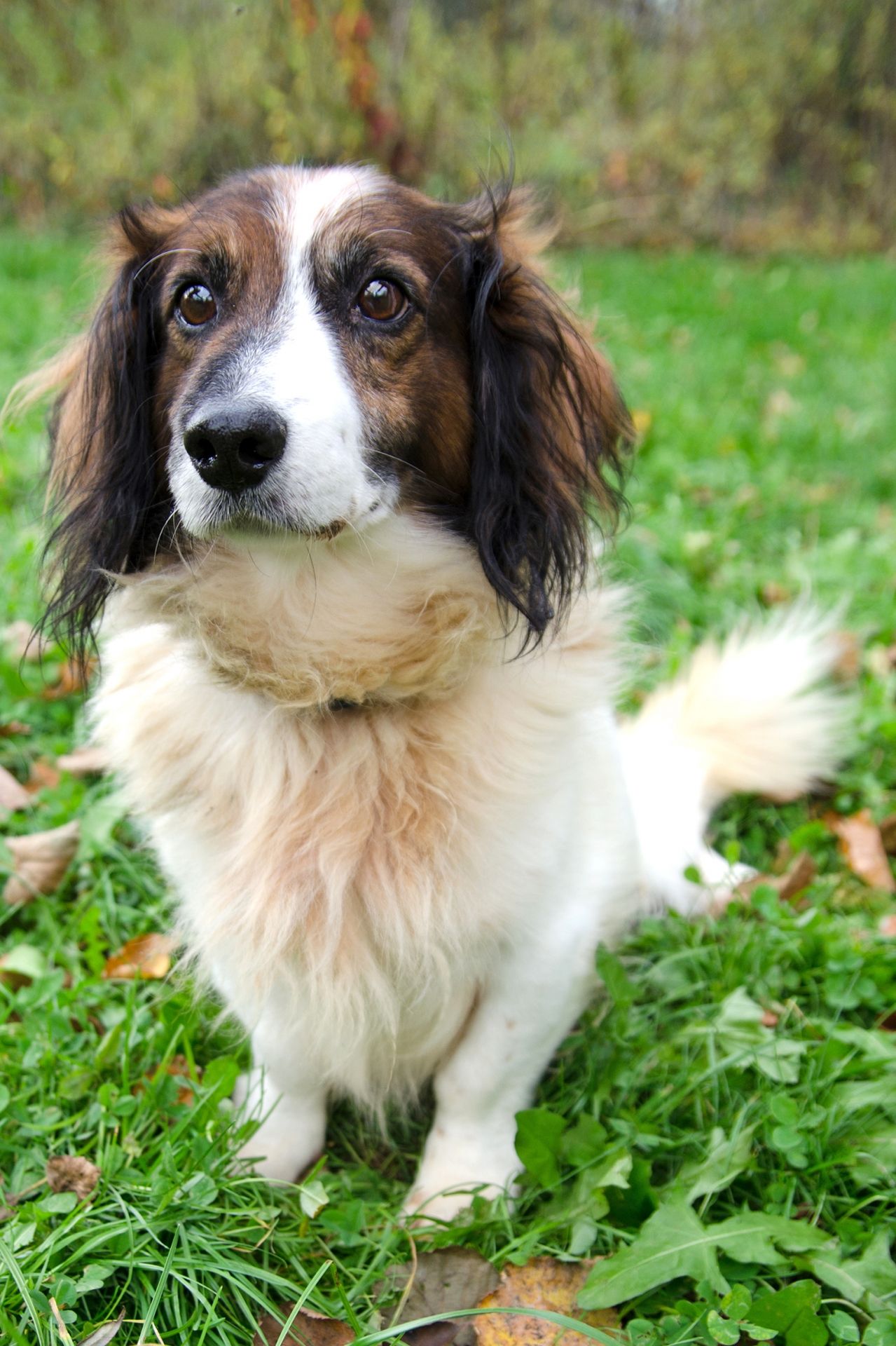 S%C3%A1mer-3-men%C5%A1%C3%AD