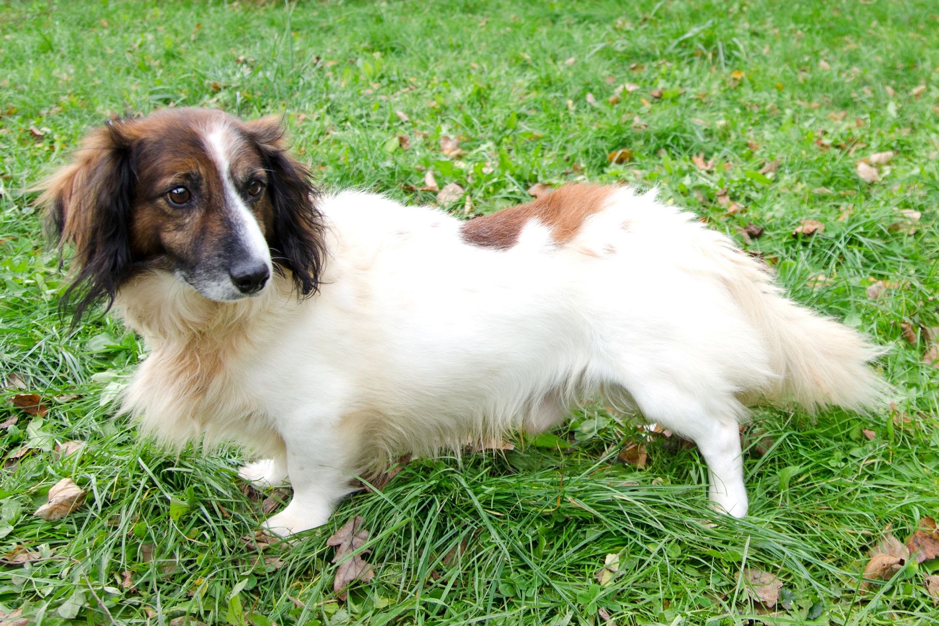 S%C3%A1mer-men%C5%A1%C3%AD