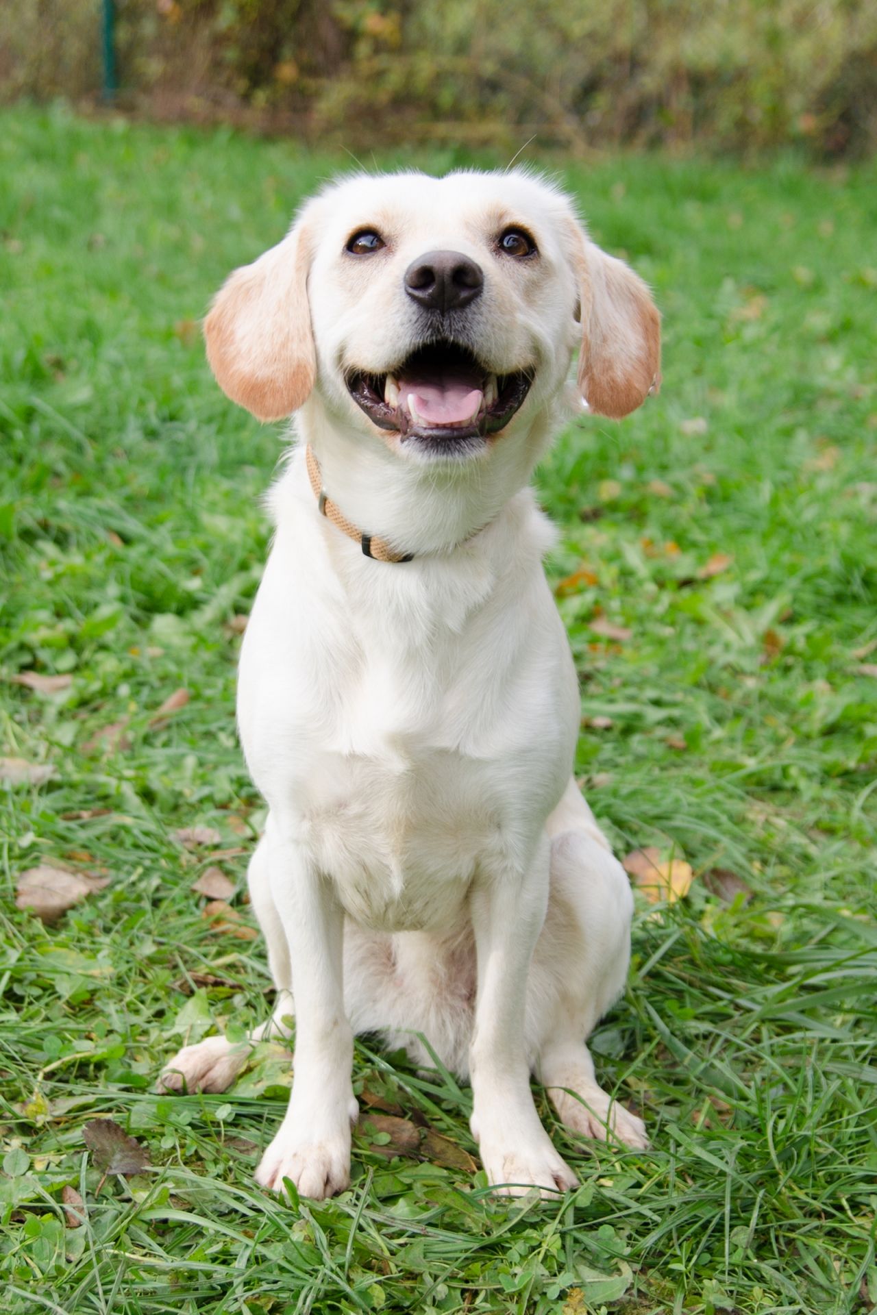 S%C3%A1ra%28b%C3%ADl%C3%A1%29-2-men%C5%A1%C3%AD