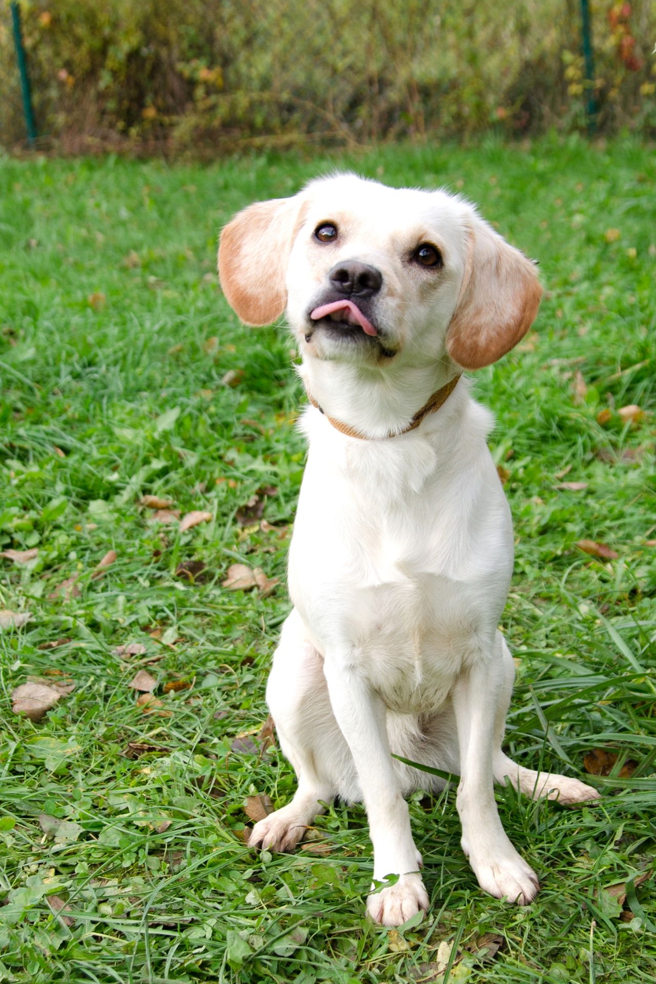 S%C3%A1ra%28b%C3%ADl%C3%A1%29-3-men%C5%A1%C3%AD