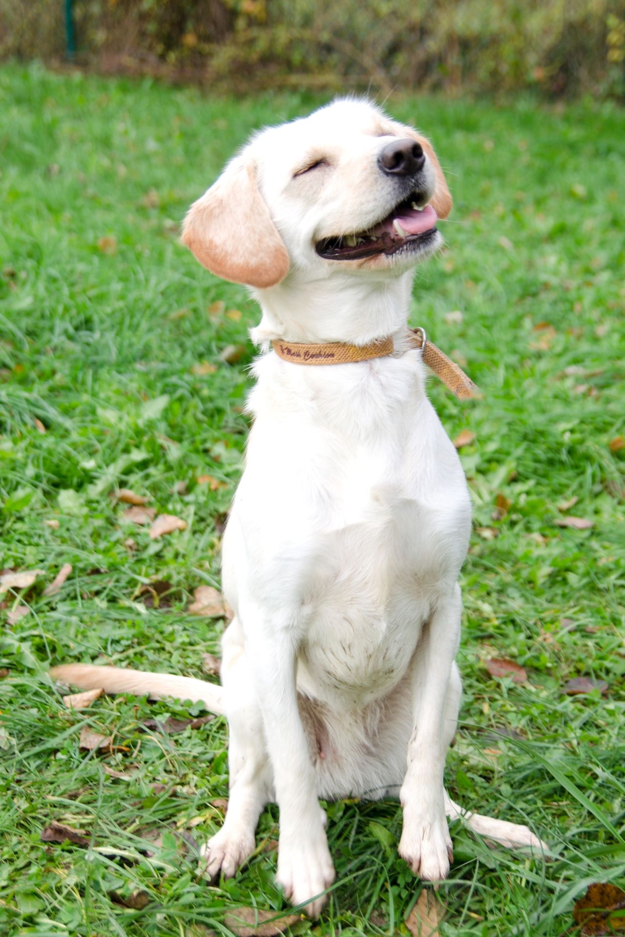 S%C3%A1ra%28b%C3%ADl%C3%A1%29-4-men%C5%A1%C3%AD