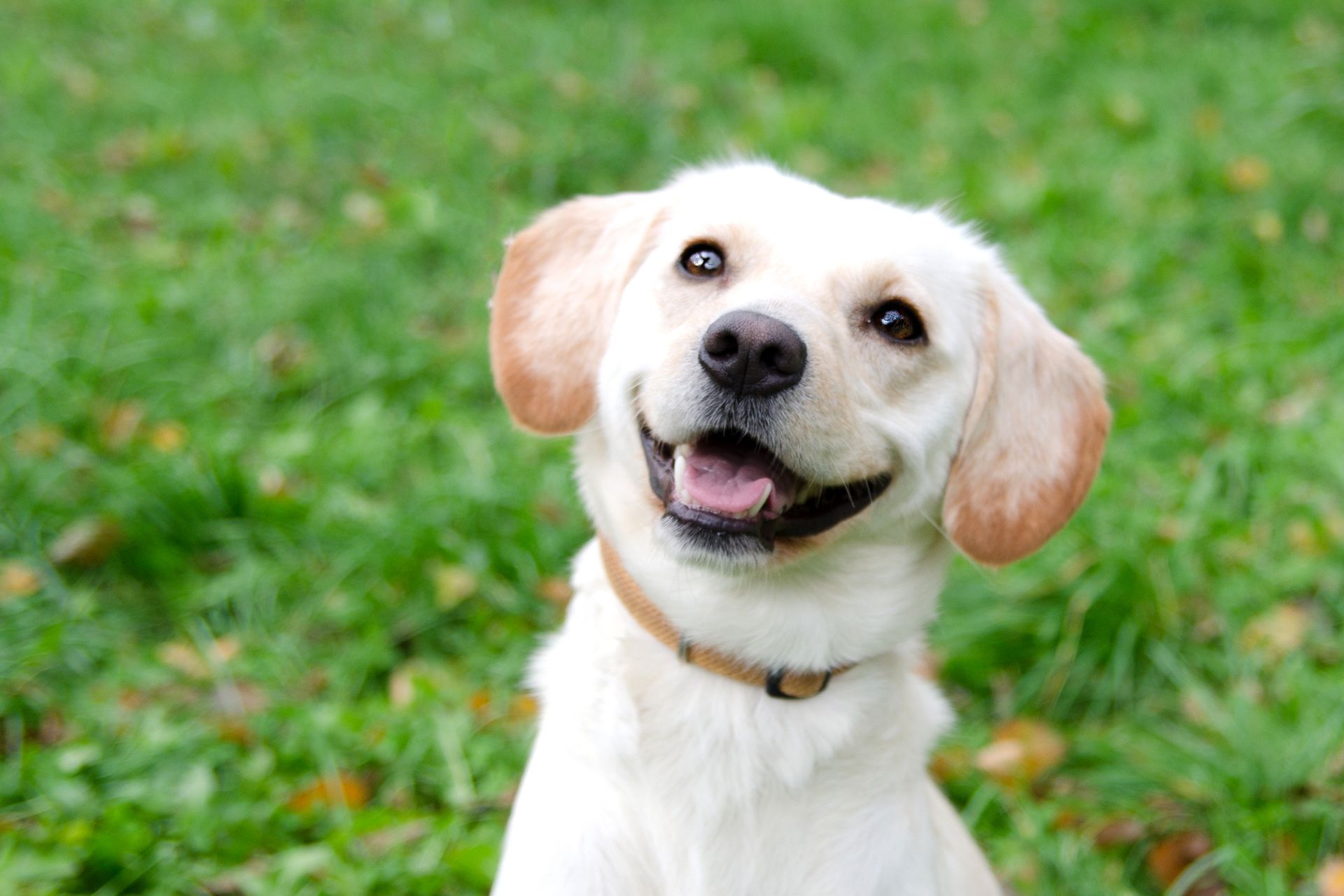 S%C3%A1ra%28b%C3%ADl%C3%A1%29-men%C5%A1%C3%AD