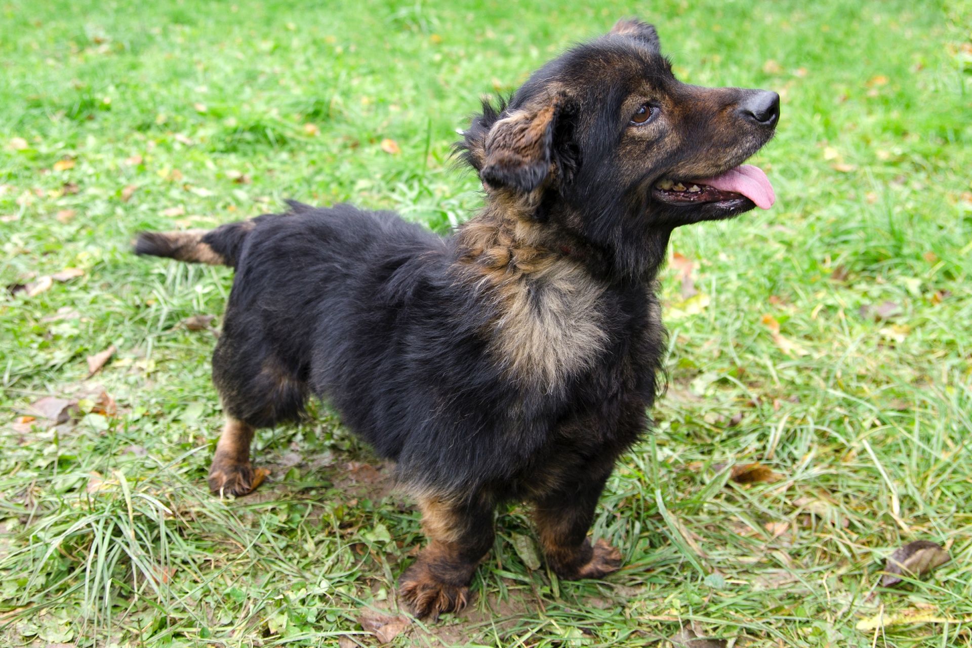 S%C3%A1ra-2-men%C5%A1%C3%AD