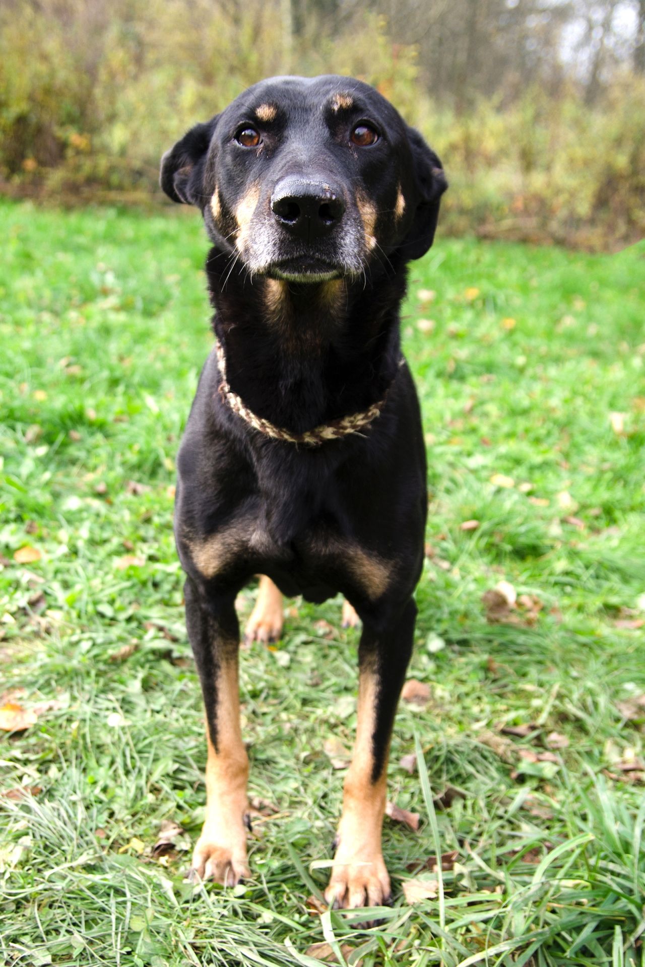 S%C3%A1zina-2-men%C5%A1%C3%AD