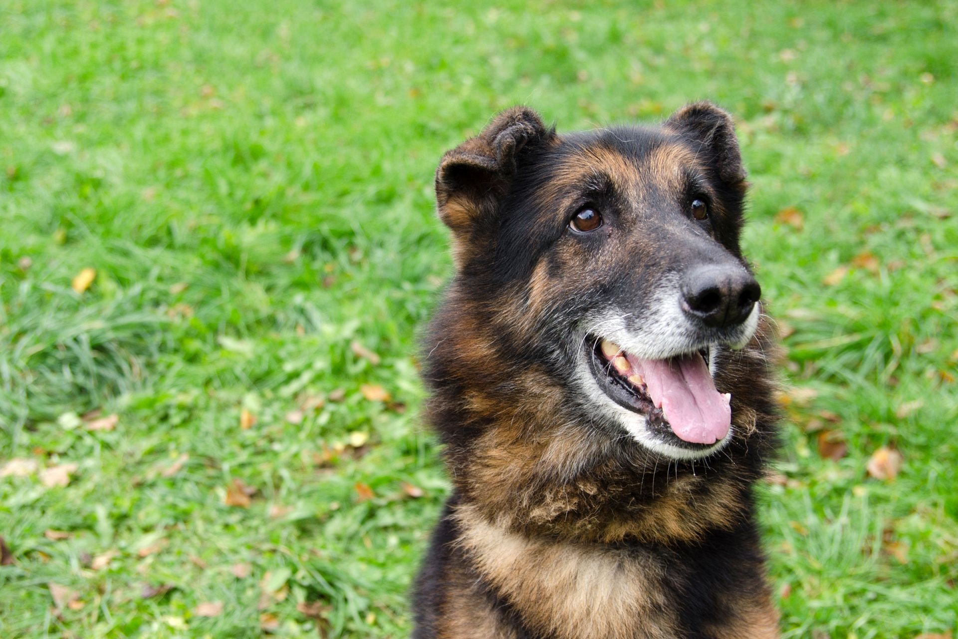 Sorbon-2-men%C5%A1%C3%AD