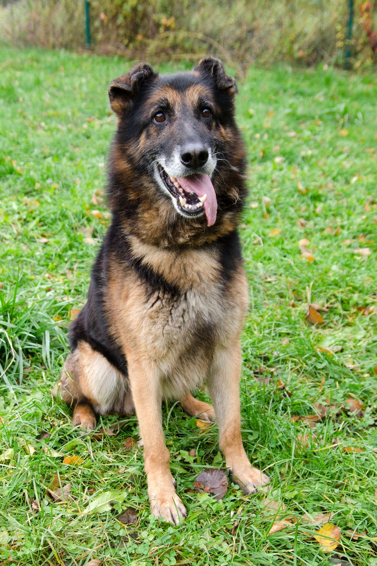 Sorbon-men%C5%A1%C3%AD